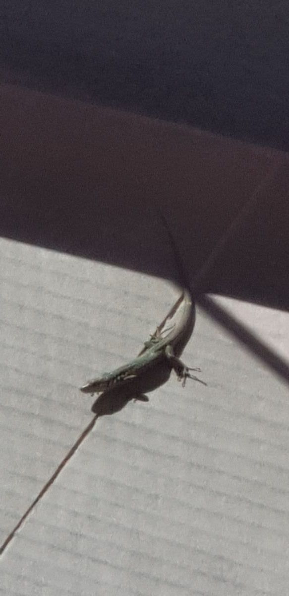 imagini hotel MEGASARAY 2021